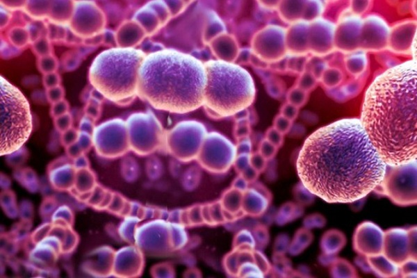 Streptococcus-pyogenes-gay-viem-hong-cap